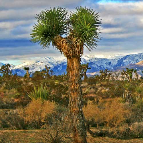 Yucca Valley